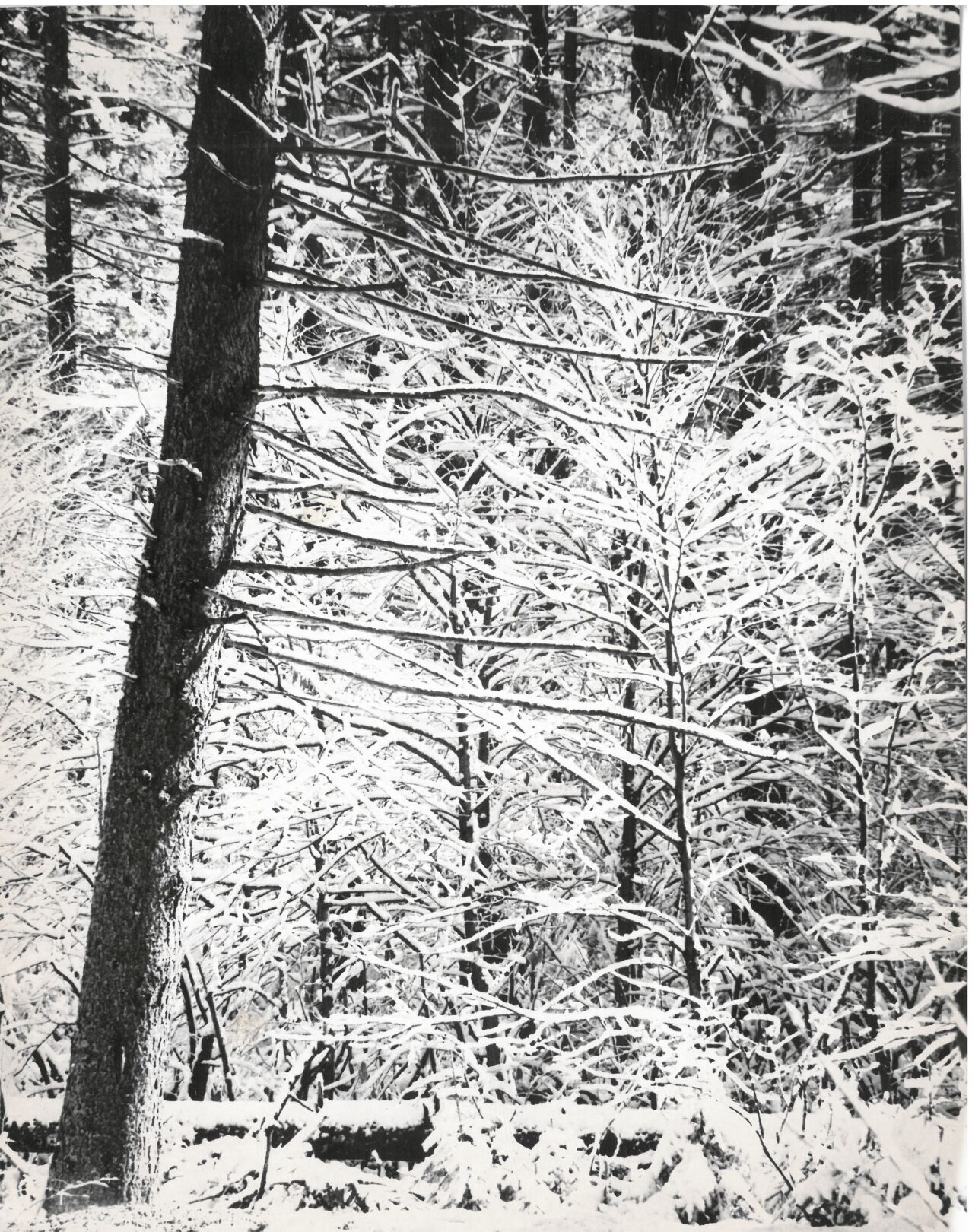 Snowy woods